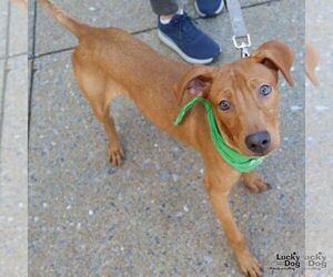 Labrador Retriever-Retriever  Mix Dogs for adoption in Washington, DC, USA