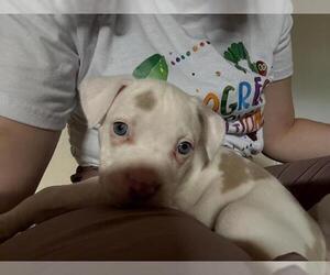 American Pit Bull Terrier Dogs for adoption in Pueblo, CO, USA