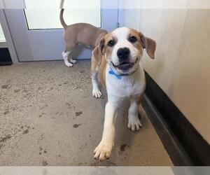 Boxer Dogs for adoption in Redwood City, CA, USA