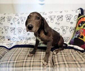 Great Dane-Unknown Mix Dogs for adoption in Mount Vernon, AR, USA