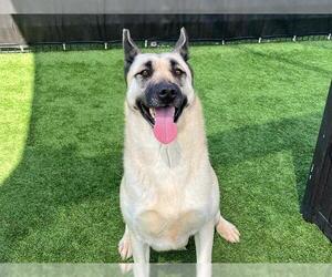 German Shepherd Dog Dogs for adoption in Orange, CA, USA