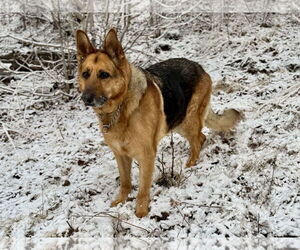 German Shepherd Dog-Unknown Mix Dogs for adoption in Anchorage, AK, USA