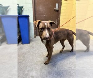 Sheprador Dogs for adoption in Stockton, CA, USA