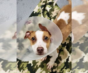 Mutt Dogs for adoption in Hilton Head, SC, USA