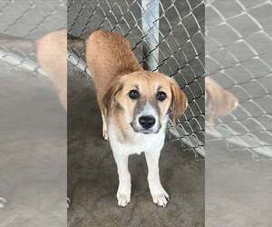 Anatolian Shepherd-German Shepherd Dog Mix Dogs for adoption in Pryor, OK, USA