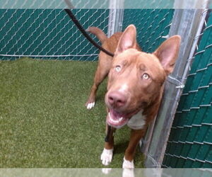 American Pit Bull Terrier-German Shepherd Dog Mix Dogs for adoption in Downey, CA, USA