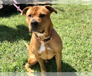 American Staffordshire Terrier Dogs for adoption in Jackson , NJ, USA