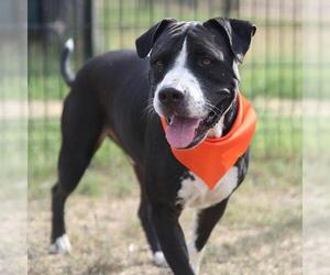 American Staffordshire Terrier-Unknown Mix Dogs for adoption in San Antonio, TX, USA