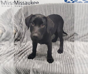 Labrador Retriever Dogs for adoption in Lake City, MI, USA