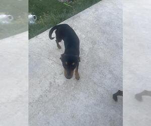 Chihuahua Dogs for adoption in San Antonio, TX, USA