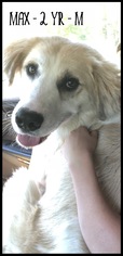 Golden Pyrenees Dogs for adoption in Walnutport, PA, USA