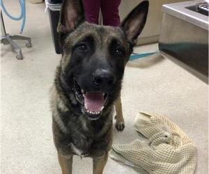 German Shepherd Dog Dogs for adoption in Riverside, CA, USA