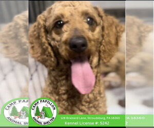 Poodle (Miniature) Dogs for adoption in Stroudsburg, PA, USA