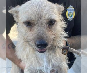 Cairn Terrier Dogs for adoption in Fort Lauderdale, FL, USA