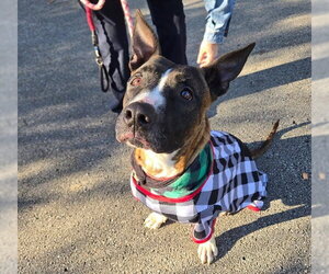 American Pit Bull Terrier-Unknown Mix Dogs for adoption in Ocala, FL, USA