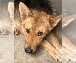 German Shepherd Dog Dogs for adoption in San Bernardino, CA, USA