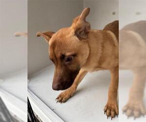 Labrador Retriever-Unknown Mix Dogs for adoption in Houston, TX, USA