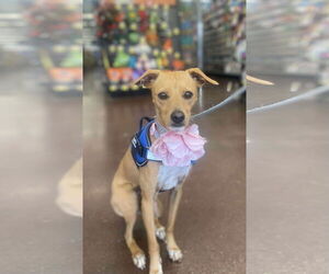 Italian Greyhound-Unknown Mix Dogs for adoption in Des Moines, IA, USA