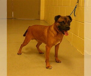 Puggle Dogs for adoption in Sanford, FL, USA