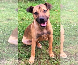 Black Mouth Cur Dogs for adoption in Genesee, WI, USA