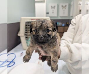 Mutt Dogs for adoption in Chico, CA, USA