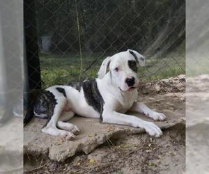 American Bulldog-Unknown Mix Dogs for adoption in Ben Wheeler, TX, USA