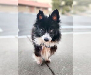 Pomeranian Dogs for adoption in Pittsburg, CA, USA