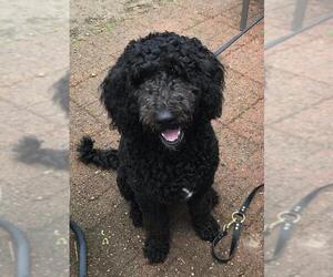 Labradoodle Dogs for adoption in Strongsville, OH, USA
