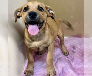 Mutt Dogs for adoption in Canton, CT, USA