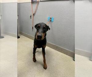 Doberman Pinscher-Unknown Mix Dogs for adoption in Las Vegas, NV, USA