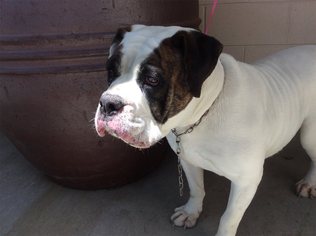 American Bulldog Dogs for adoption in pomona, CA, USA