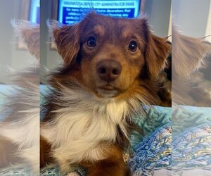 Papshund Dogs for adoption in Gulfport, MI, USA