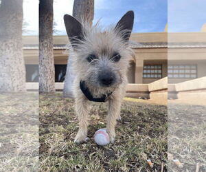 Cairn Terrier-Unknown Mix Dogs for adoption in Tempe , AZ, USA