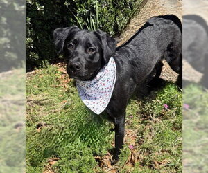 Labrador Retriever-Unknown Mix Dogs for adoption in Warrenton, VA, USA
