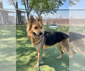 German Shepherd Dog Dogs for adoption in Henderson, NV, USA