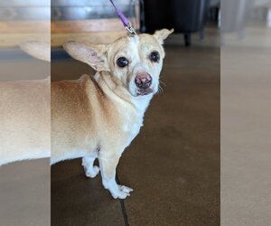 Chi-Corgi Dogs for adoption in Aurora, CO, USA