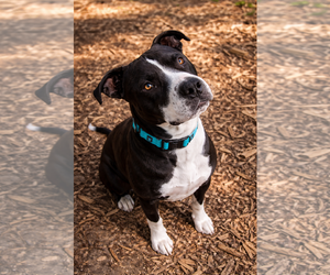 Mutt Dogs for adoption in Spotsylvania, VA, USA