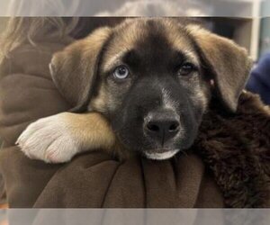German Shepherd Dog-Huskies  Mix Dogs for adoption in Grasswood, Saskatchewan, Canada