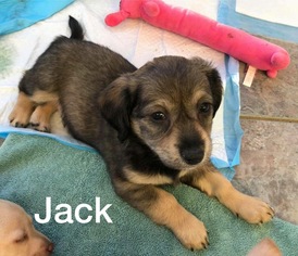 Medium Photo #1 Dachshund-Unknown Mix Puppy For Sale in Littleton, CO, USA
