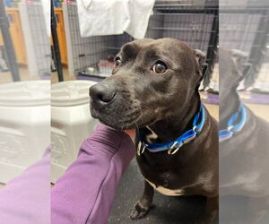 American Pit Bull Terrier Dogs for adoption in Gloversville, NY, USA