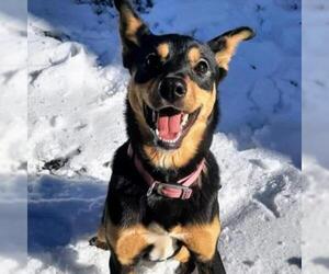 Australian Kelpie Dogs for adoption in Von Ormy, TX, USA