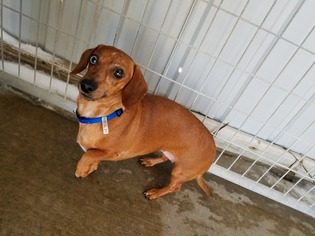 Dachshund Dogs for adoption in Detroit Lakes, MN, USA