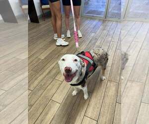 Australian Shepherd-Unknown Mix Dogs for adoption in Rowlett, TX, USA