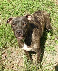 Bullboxer Pit Dogs for adoption in Forest, VA, USA