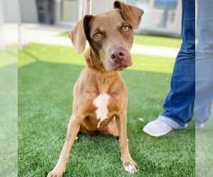 Beagle Dogs for adoption in Fredericksburg, TX, USA