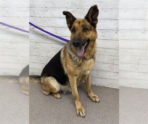 German Shepherd Dog Dogs for adoption in San Bernardino, CA, USA