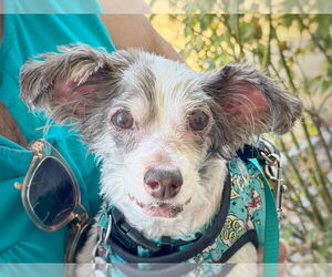 Poodle (Miniature)-Unknown Mix Dogs for adoption in Pittsburg, CA, USA