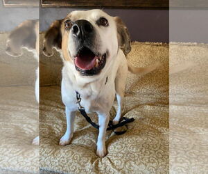 Mutt Dogs for adoption in New London, WI, USA