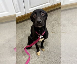 Labrador Retriever-Unknown Mix Dogs for adoption in Forestville, MD, USA