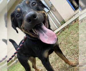 Rottweiler Dogs for adoption in Lucedale, MS, USA